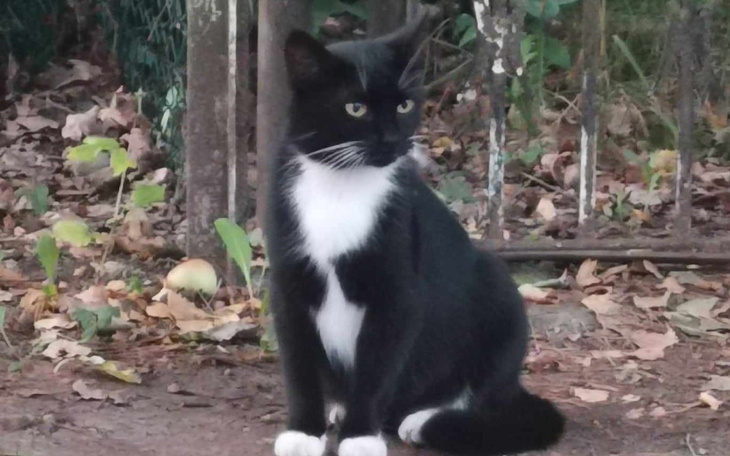 Zbiórka Sterelizacja ciężarnej kotki - zdjęcie główne