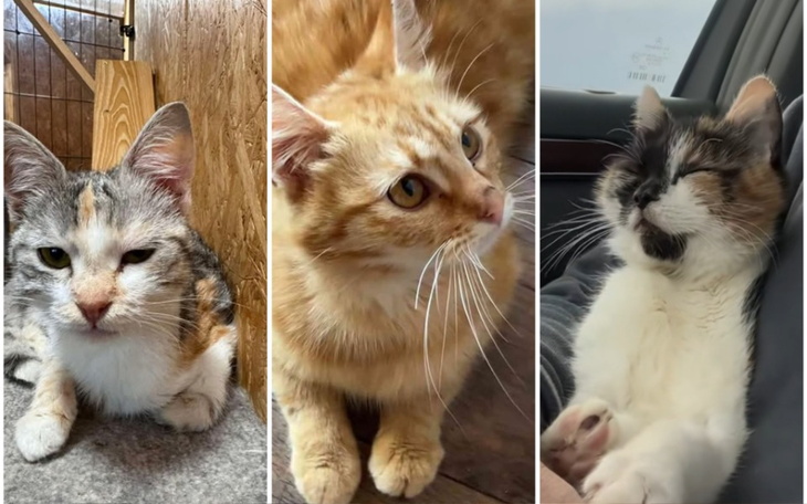 Trzy koty w różnych pozach, prezentujące swoje osobowości.