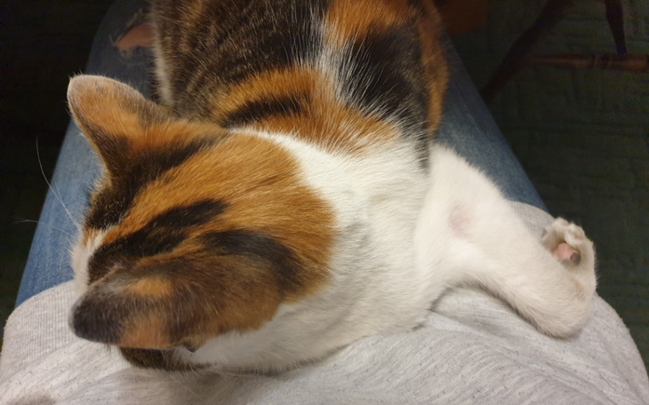 Zbiórka Pomoc dla Klary - Amputacja łapy - zdjęcie główne