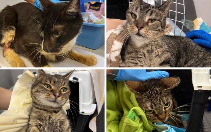 Cztery koty w różnych pozach, w klinice weterynaryjnej.