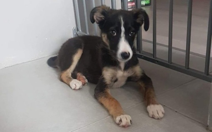 Zbiórka Dla Misty na transport i hotelik - zdjęcie główne