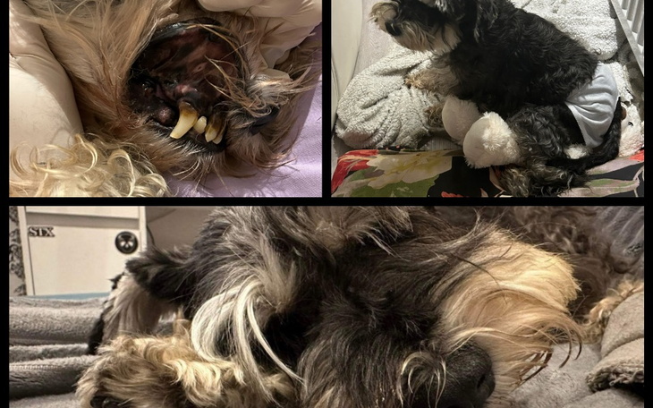 Zbiórka Pomoc dla chorej Żabci - zdjęcie główne