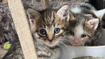 Zbiórka KOCIAKI pod OKIEM WILKA! - miniaturka zdjęcia