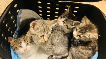 Zbiórka 4 strasznie zarobaczone kociaki - miniaturka zdjęcia