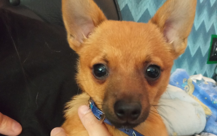 Zbiórka Pomoc dla maleńkiego pieska - zdjęcie główne