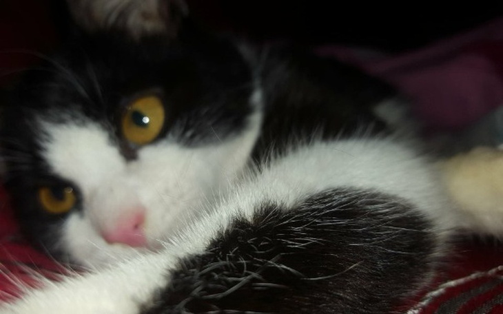 Zbiórka Zbiórka na leczenie Piesuńcia - zdjęcie główne