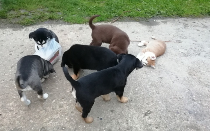 Zbiórka Sterylizacjaa suczki - zdjęcie główne