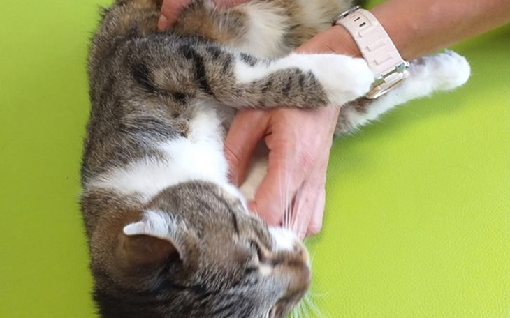 Zbiórka Operacja Ritki - zdjęcie główne