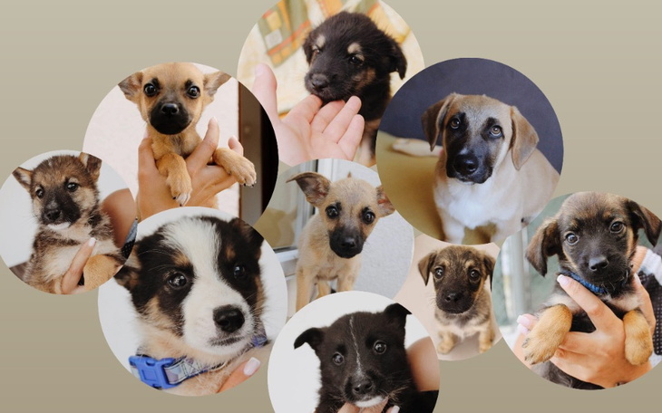 Zbiórka Na POMOC SZCZENIAKOM ze SCHRONU - zdjęcie główne