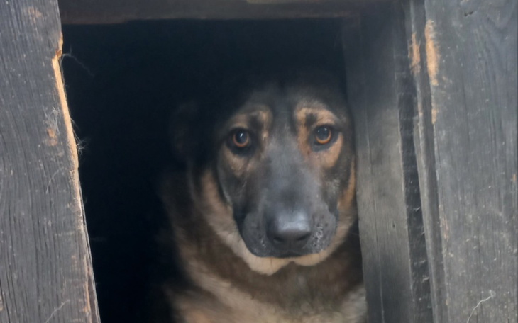 Zbiórka Z pomocą dla zwierząt - zdjęcie główne