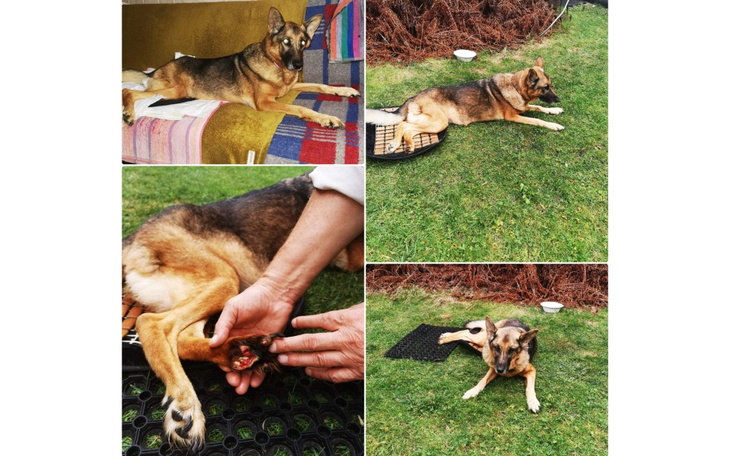 Zbiórka Uratujmy Elzę przed uśpieniem - zdjęcie główne