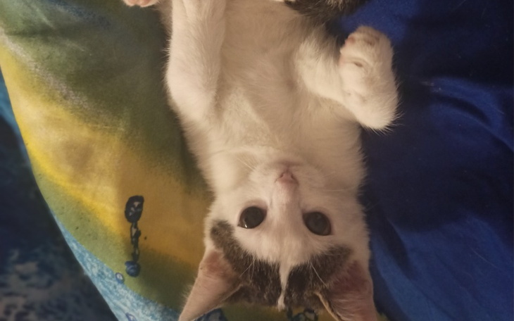 Zbiórka Sterylizacja kotki niki - zdjęcie główne