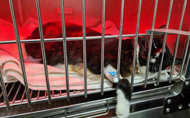 Kot w klatce, z kroplówką, w szpitalu weterynaryjnym.