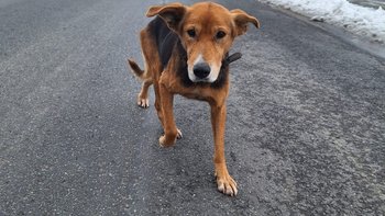 Zbiórka Zagłodzona suczka bez nadzieji - miniaturka zdjęcia