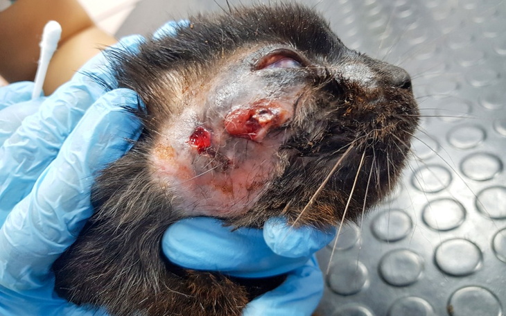 Zbiórka Kasta - zdjęcie główne