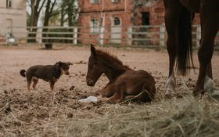 Zbiórka PomożMY - zdjęcie główne