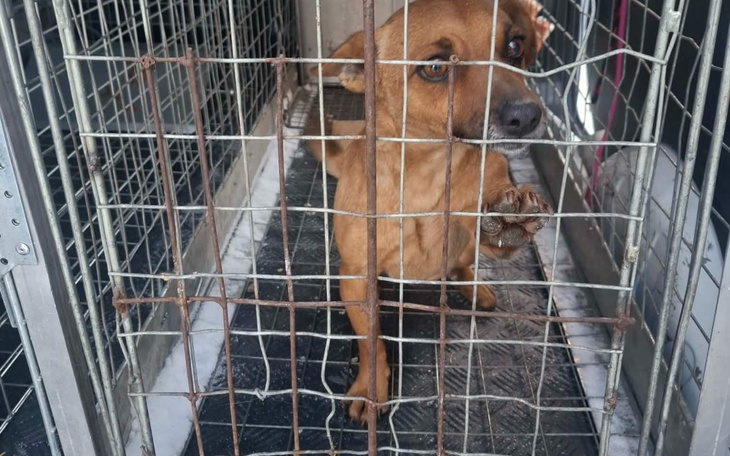 Pies w klatce, czekający na nowy dom i miłość.