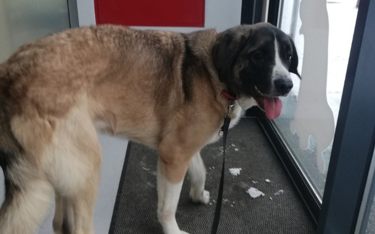 Zbiórka Postawmy Fifika na nogi! - zdjęcie główne