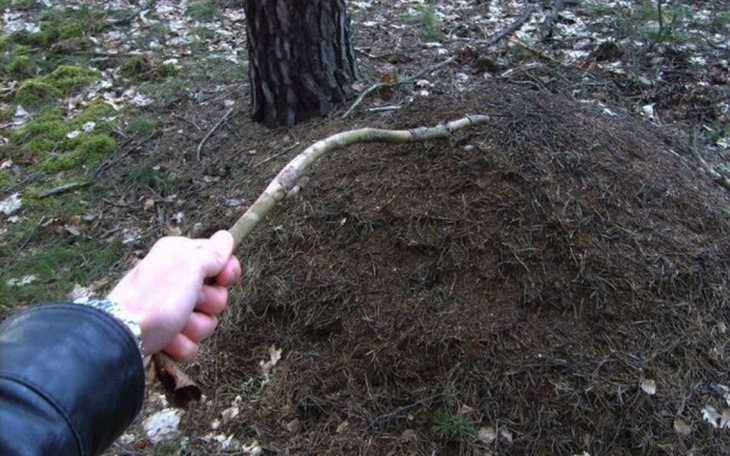 Zbiórka Mrowisko - zdjęcie główne