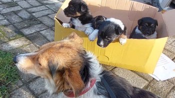 Zbiórka Psia mama spod campingu i 7 - miniaturka zdjęcia