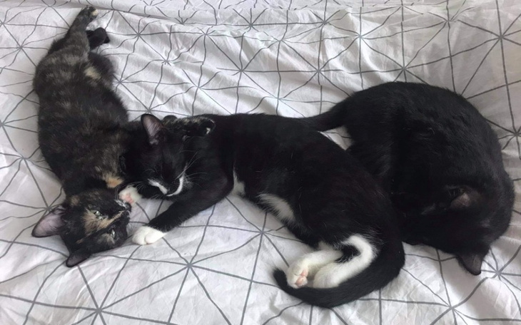 Zbiórka Na walentynki dla opuszczonych - zdjęcie główne