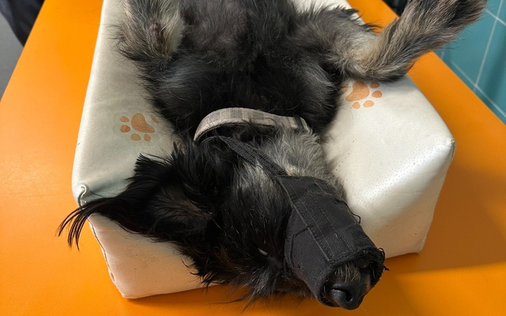 Pies z opaską na pysku leżący na poduszce.