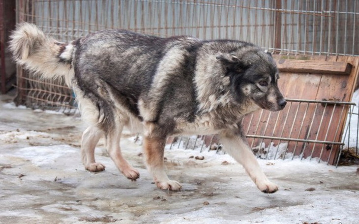 Zbiórka Leczenie i profilaktyka psów ze - zdjęcie główne