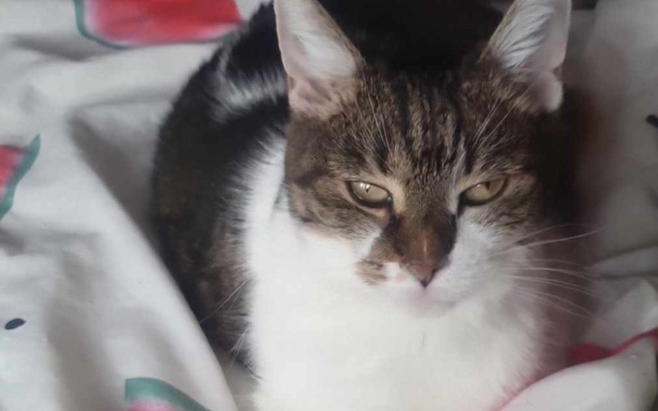 Kot leżący na łóżku, z zamkniętymi oczami, wygląda na spokojnego.