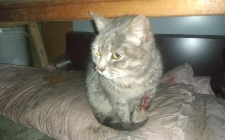 Kot schowany pod meblem, z widoczną raną na łapie.