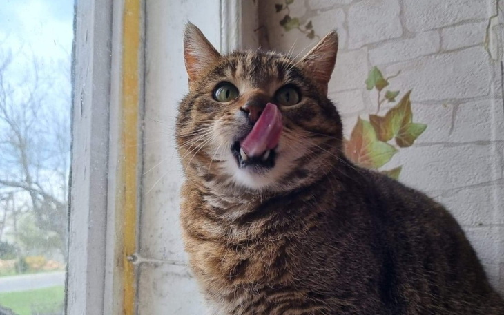 Zbiórka Na karmę dla koteczków - zdjęcie główne