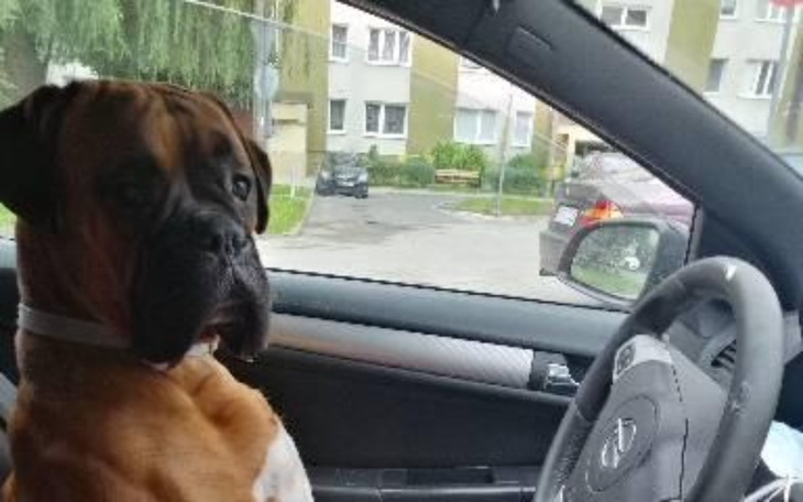 Zbiórka Leczenie najlepszego przyjaciela - zdjęcie główne