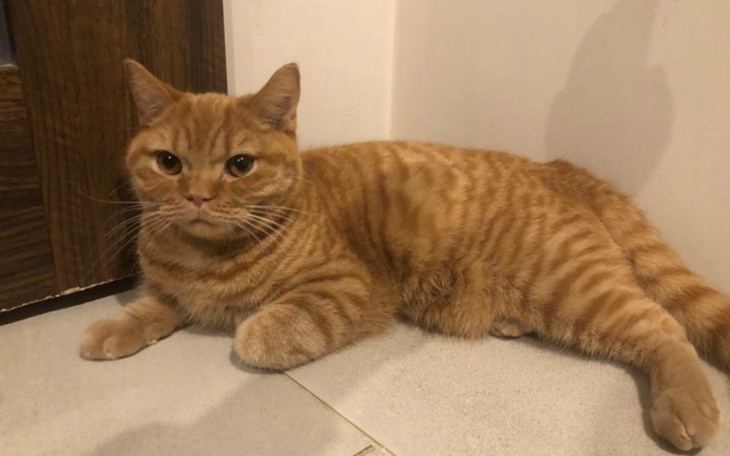 Zbiórka Minio-Zapalenie otrzewnej - zdjęcie główne