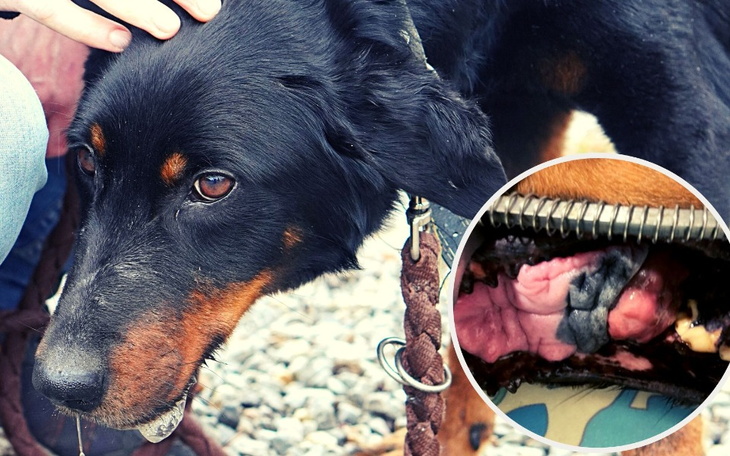 Zbiórka Szarik ma WYROK ŚMIERCI wesprzyj - zdjęcie główne