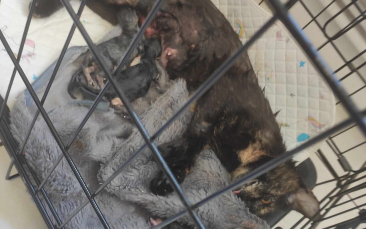 Zbiórka Na mleko dla maluchów i leczenie - zdjęcie główne