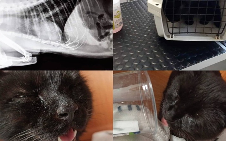 Zbiórka Ratujemy Mruczusia - zdjęcie główne