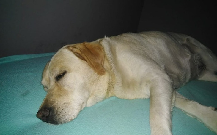 Zbiórka Leczenie Zębów Luny labradorki:( - zdjęcie główne