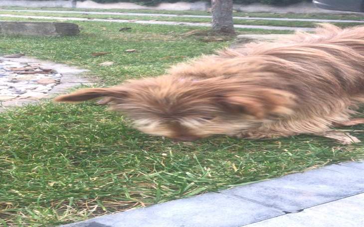 Zbiórka Na leczenie pieska z ulicy - zdjęcie główne