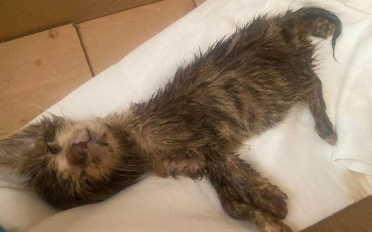 Mały kotek w trudnej sytuacji, potrzebujący pomocy.