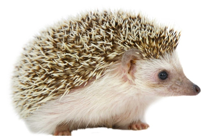 Zbiórka Jeżyk zwierze domowe - zdjęcie główne