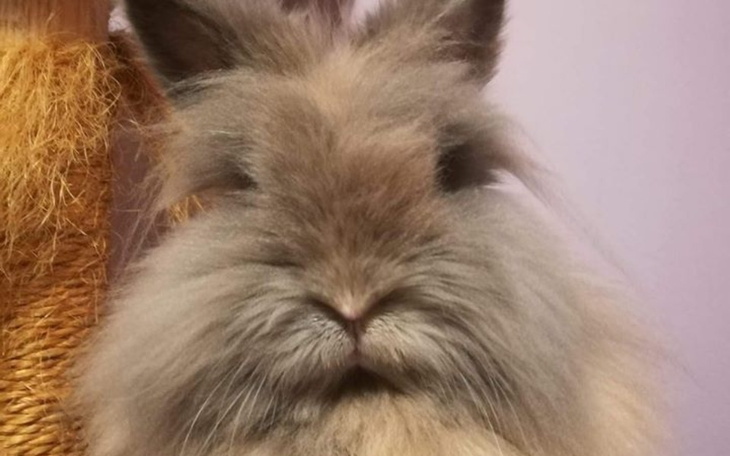 Zbiórka Tosia - porzucona w Tychach - zdjęcie główne