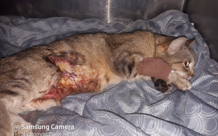 Zbiórka Dla kotki po operacji - zdjęcie główne