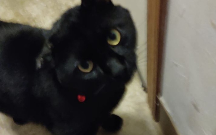 Zbiórka Na chore ucho kota Rademenesa - zdjęcie główne