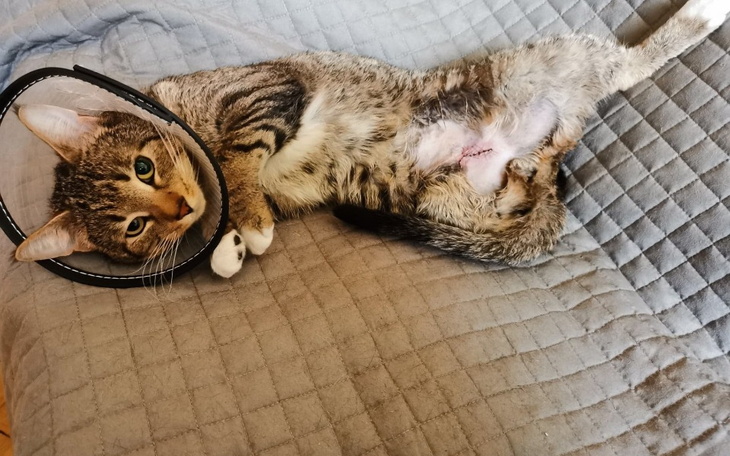 Zbiórka Zabieg chirurgiczny Szaraczka - zdjęcie główne