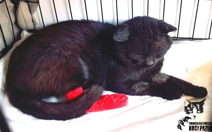 Zbiórka Na leczenie kocurka Władka - zdjęcie główne