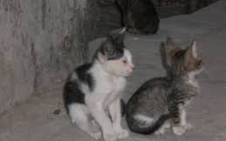 Zbiórka Nie mamy na leczenie zwierząt ! - zdjęcie główne