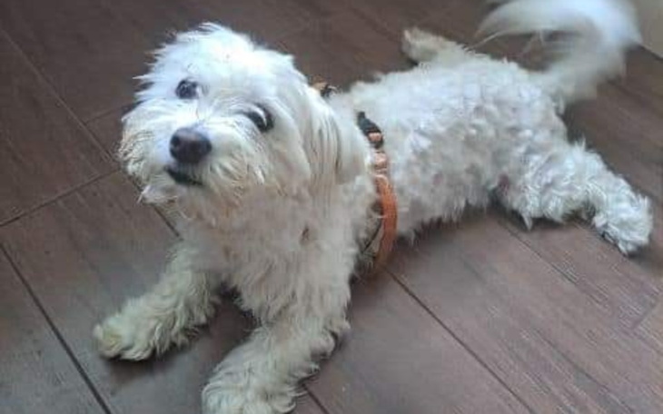 Zbiórka Operacja pieska Bruna - zdjęcie główne