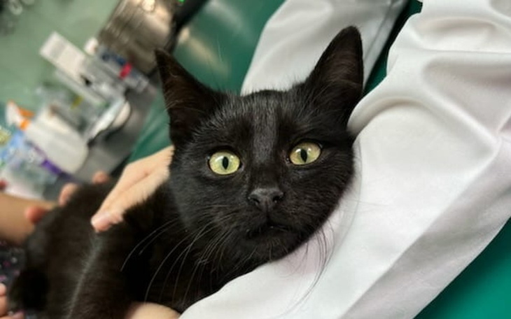 Czarny kot w ramionach weterynarza.