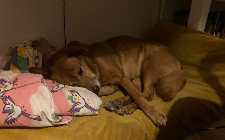 Pies leżący na kanapie, z poduszką w kolorowe wzory.