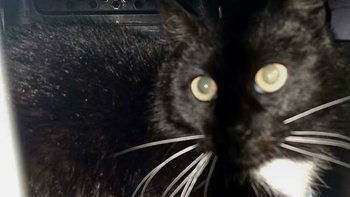 Zbiórka Pozostaje tylko ból. I cisza... - miniaturka zdjęcia