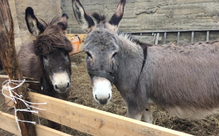 Zbiórka Nowy dom dla oślej rodzinki - zdjęcie główne
